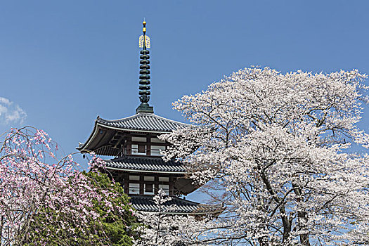 樱花,五个,故事,塔,日本