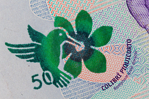 黑背,蜂鸟,50,哥伦比亚,比索,钞票