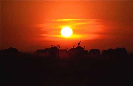 水牛,日落,津巴布韦