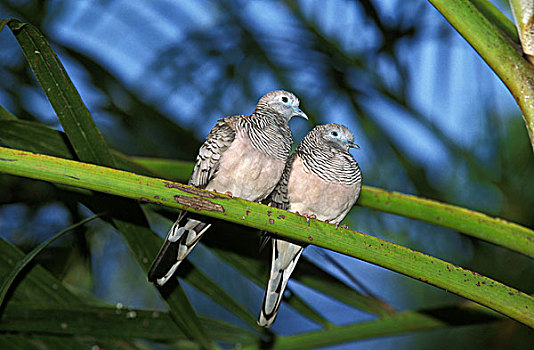 宁和,鸽子,成年,站立,枝条,澳大利亚