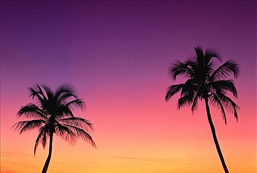 剪影,棕榈树,日落,萨尼伯尔岛