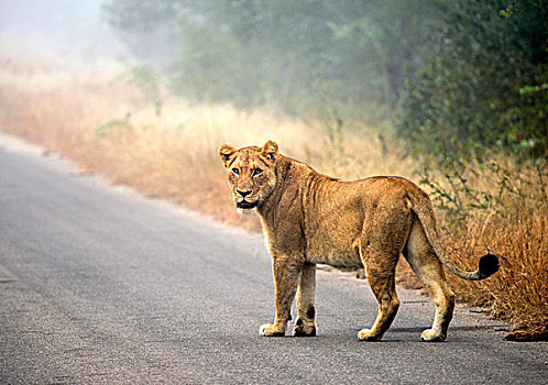 狮子,柏油路,道路,克鲁格国家公园,南非,非洲