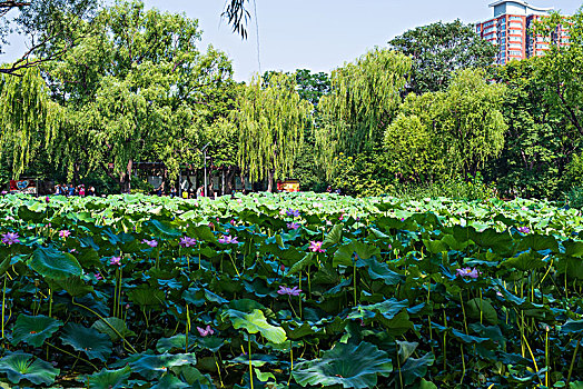 夏日的泉城公园