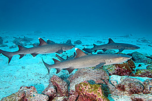 三个,白色,尖,礁石,鲨鱼,鲎鲛,游动,挨着,海底,岛屿,哥斯达黎加,北美