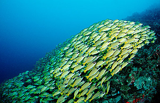 鱼群,四带笛鲷,马尔代夫,印度洋