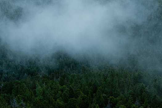 俯视,树林,雾