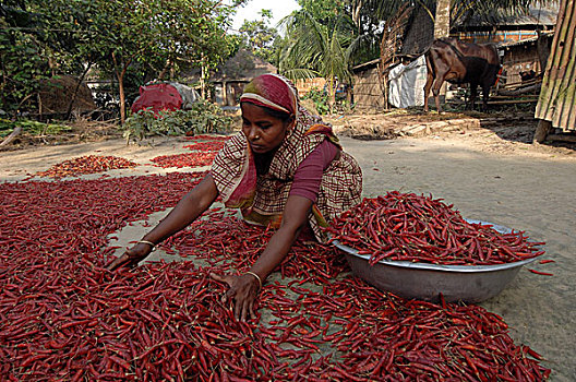 女人,弄干,胡椒,院落,家,达卡,孟加拉,2008年