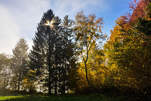 秋天,树林,阳光,高山牧场,施蒂里亚,奥地利,欧洲