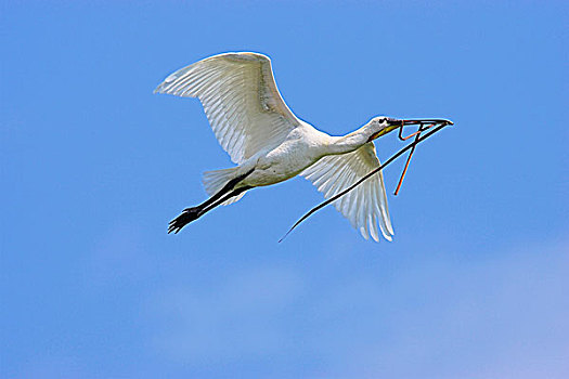 白琵鷺,普通,篦鹭,飞跃,湿地,多瑙河三角洲,欧洲,罗马尼亚