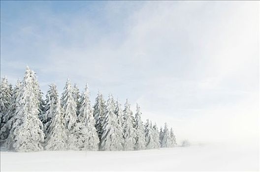 雪,白霜,遮盖,冷杉,雾,黑森林,巴登符腾堡,德国,欧洲