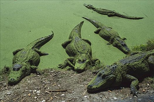 美国短吻鳄,群,浮萍,沼泽,佛罗里达