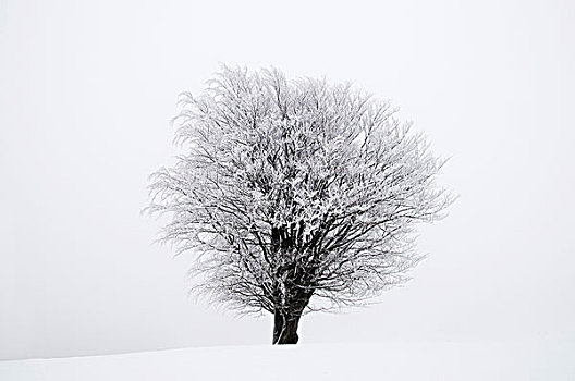 冰,树,冬天,下萨克森,德国,欧洲
