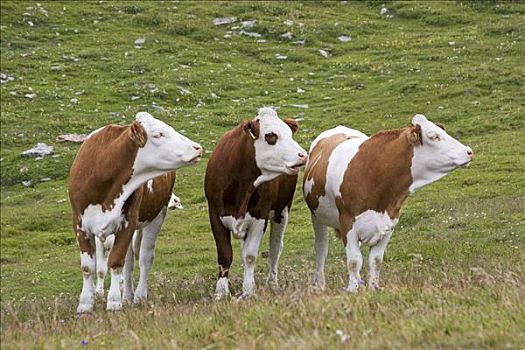 三个,母牛,看,草地,靠近,国家公园,陶安,奥地利