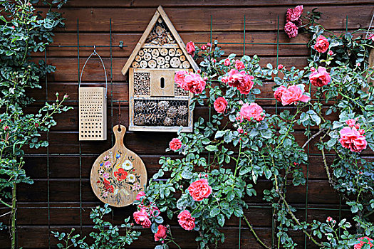 花园棚屋,玫瑰,昆虫,酒店
