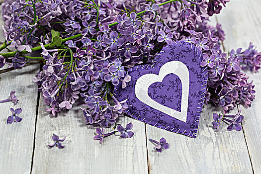 丁香,花,紫色,紫罗兰,心形
