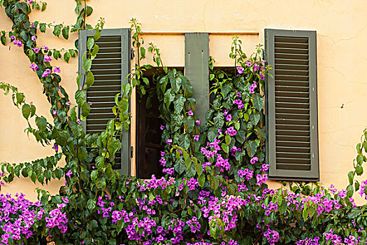 窗户,百叶窗,托斯卡纳,别墅,遮盖,藤蔓植物,植物,紫花