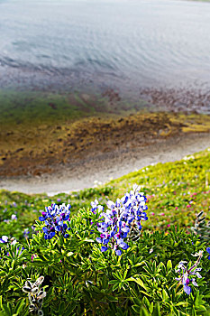 花,边缘,海峡,假的,阿拉斯加,美国