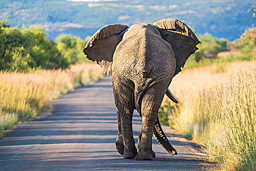 后视图,非洲象,走,乡村道路