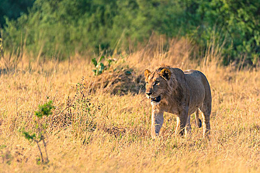 博茨瓦纳,乔贝国家公园,萨维提,幼兽,雄性,狮子,走