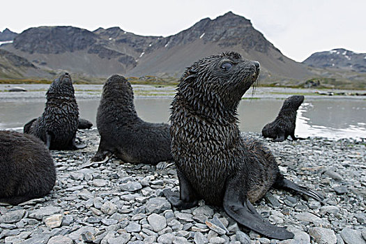 南极软毛海豹,毛海狮,幼仔,岸边,南乔治亚