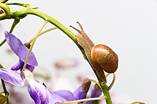 紫藤上的蜗牛