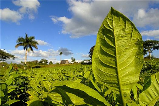 烟草植物,地点,棕榈树,背影,云尼斯,古巴,中美洲