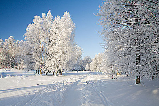 冬天,公园,雪中