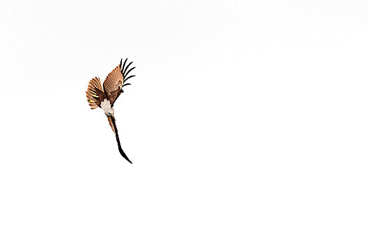 白尾鹰,猎捕,海滩,印度尼西亚