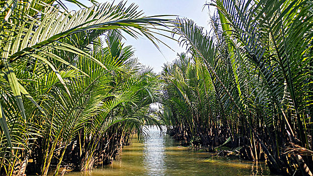 棕榈树,水,越南