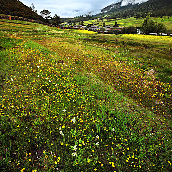 西藏林芝鲁朗夏季开满鲜花的草地