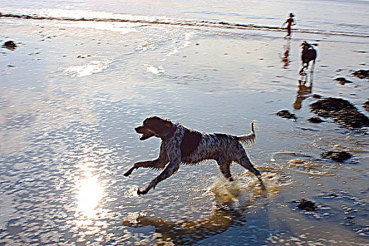 狗,跑,靠近,海洋