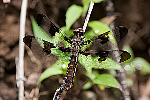 雌性,普通,长尾,蜻蜓,蜻属,吃,蚊子,昆虫,保护区,安大略省,加拿大