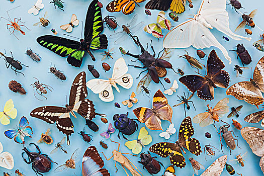 英格兰,牛津,自然博物馆,展示,昆虫,蝴蝶
