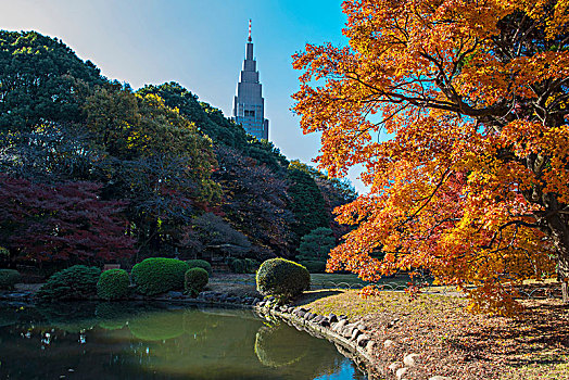 东京,市政厅,风景,新宿御园,国家,花园
