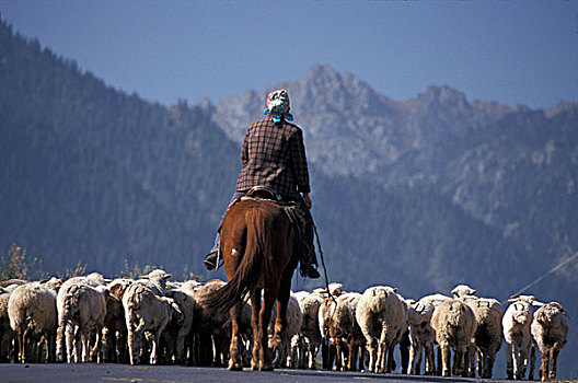 人,放牧,绵羊,乌鲁木齐,区域,新疆,丝绸之路,中国