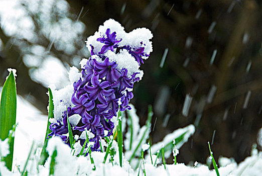 紫色,花园,风信子,花,遮盖,雪,诺福克,英格兰,欧洲