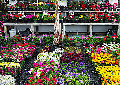选择,一年生植物,花,花卉商店