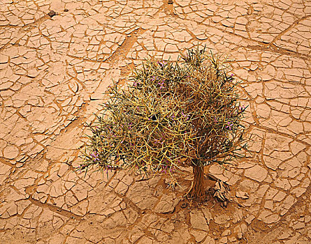撒哈拉沙漠,旱谷,植物