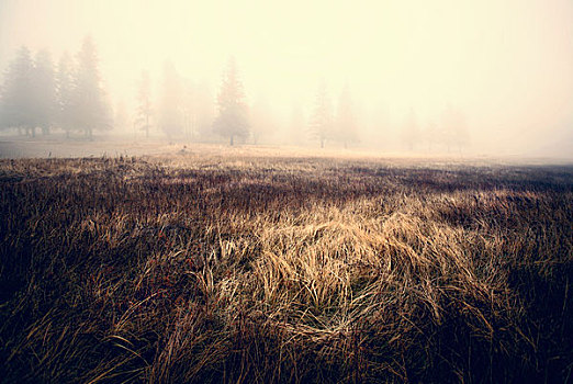 雾,模糊,松树,亮光,落下,小块土地,高草