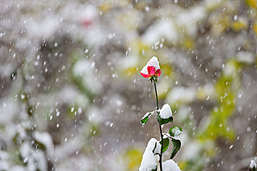 雪中花