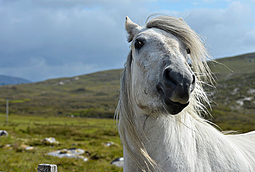 白色,马,鬃毛,萨瑟兰,苏格兰高地,苏格兰,英国,欧洲