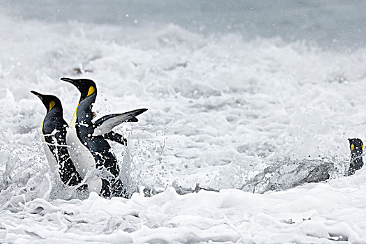 帝企鹅,一对,海浪,南乔治亚,南极