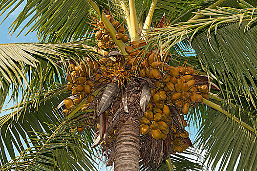成熟,椰树,棕榈树,马尔代夫,亚洲