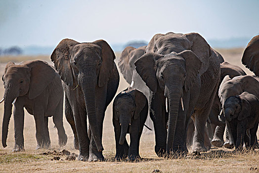 非洲大象081