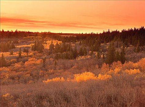 秋天,景色,柏树山省立公园,萨斯喀彻温,加拿大