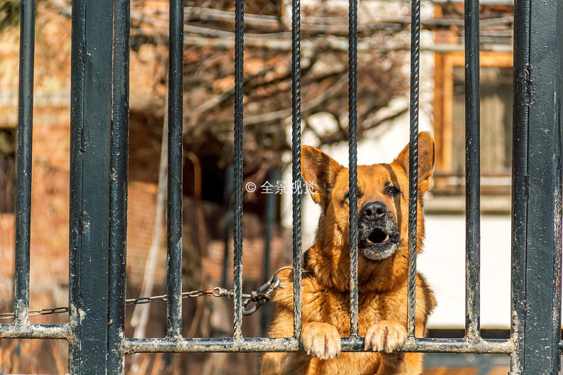 德國牧羊犬_狗_看門狗_圖片大全—全景創意圖庫(quanjing.