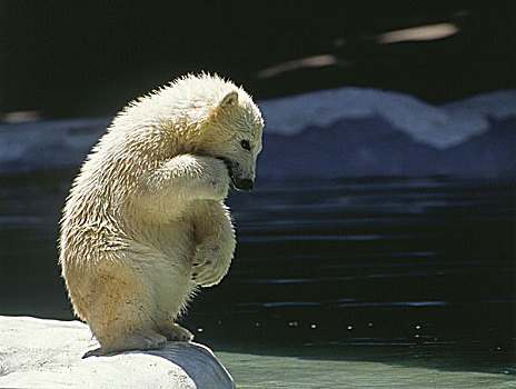 北极熊,幼兽,跳跃,水中