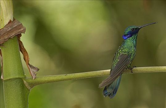 闪闪发光,蜂鸟,栖息,生态系统,厄瓜多尔,南美