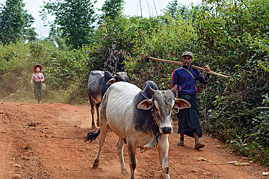 卡劳,男人,水牛,地点,早晨,掸邦,缅甸