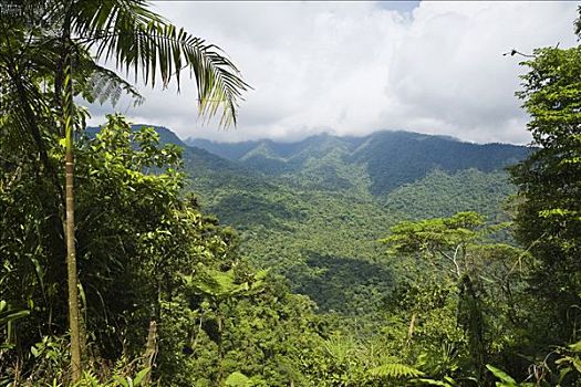 山,雨林,哥斯达黎加